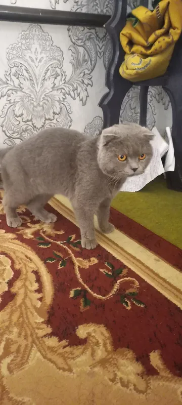 Scottish Fold shoklandiya qiyshiq quloq mushugi — фото 2