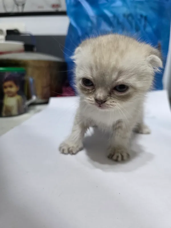Котята Scottish Fold + British Chinchilla — фото 2