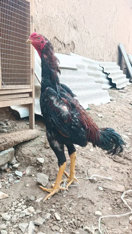 Dakan xoroz sotiladi 6