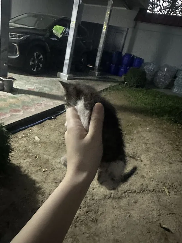 Mushuk bolasi TEKINGA 1 Mushuk bolasi TEKINGA 1