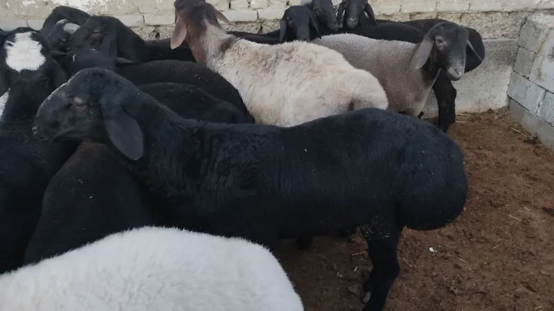 Boqilgan Qoʻchqorlar Qurbonlikka tayyor! 65kg-120kg gacha — фото 6