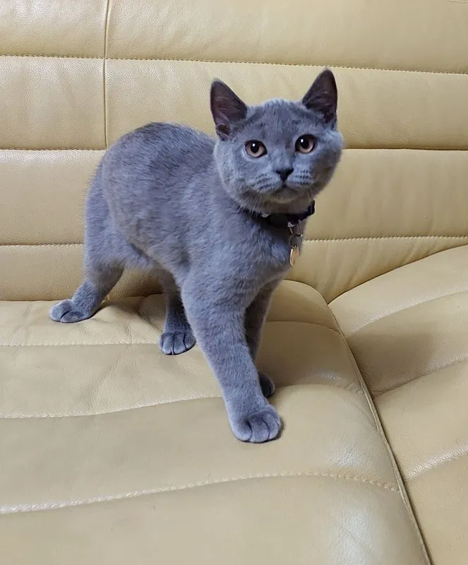 Продаются котята 3 Продаются котята 3