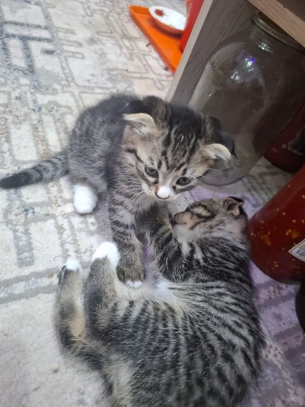 Кошка и её котята 1