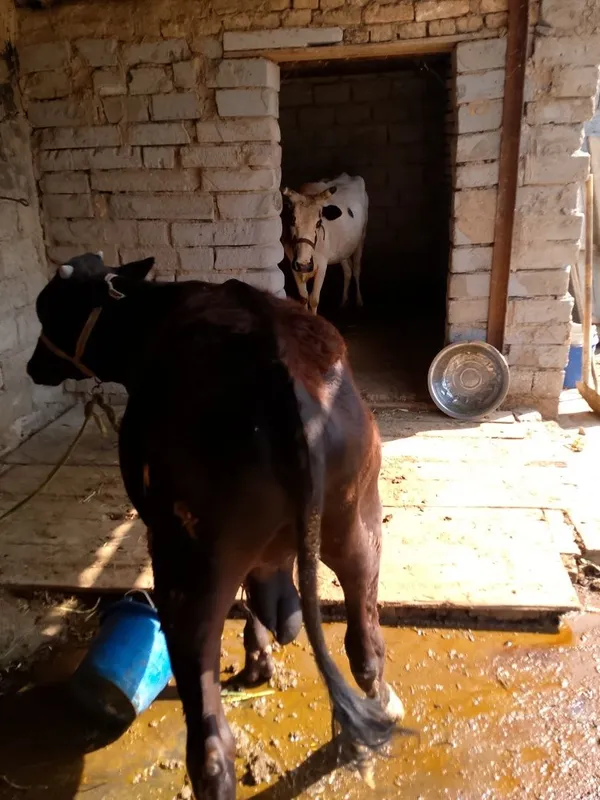 8 oylik buqacha/buzoq 2 8 oylik buqacha/buzoq 2