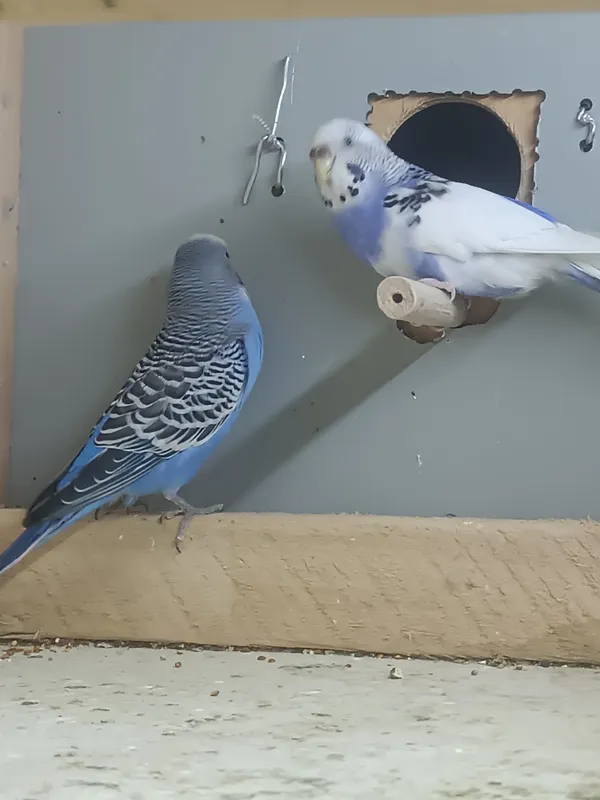 Продаётся готовая птица 3
