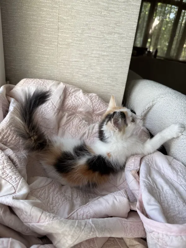 Котенок 3 месяца девочка пушистая 3 Котенок 3 месяца девочка пушистая 3