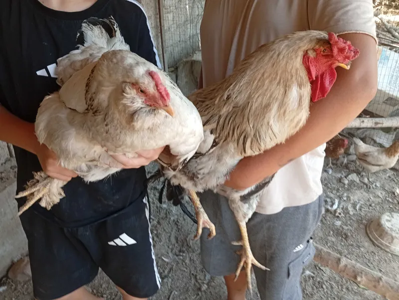 Toza zotli burama , yapon tovuq tuxum bor 10mingdan — фото 2
