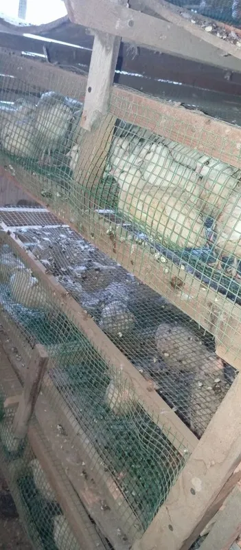 Бедана ва тухимлар — фото 2
