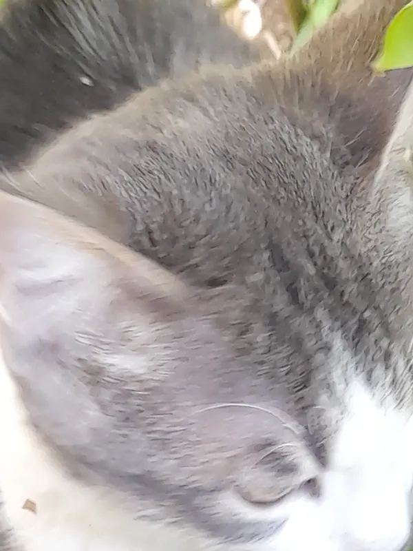 Кошка Кошка