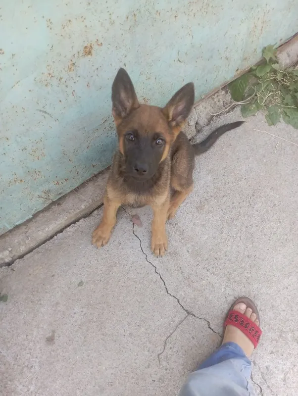 Afcharka nemis zotli 1 Afcharka nemis zotli 1