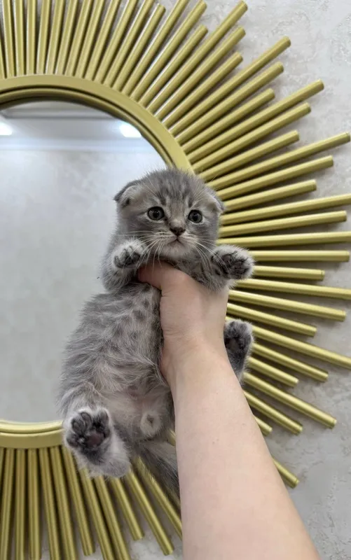 Скотиш фолд угил бола
