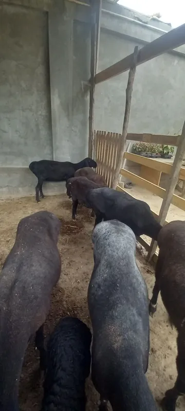 Bõgoz sovliqlar sotiladi