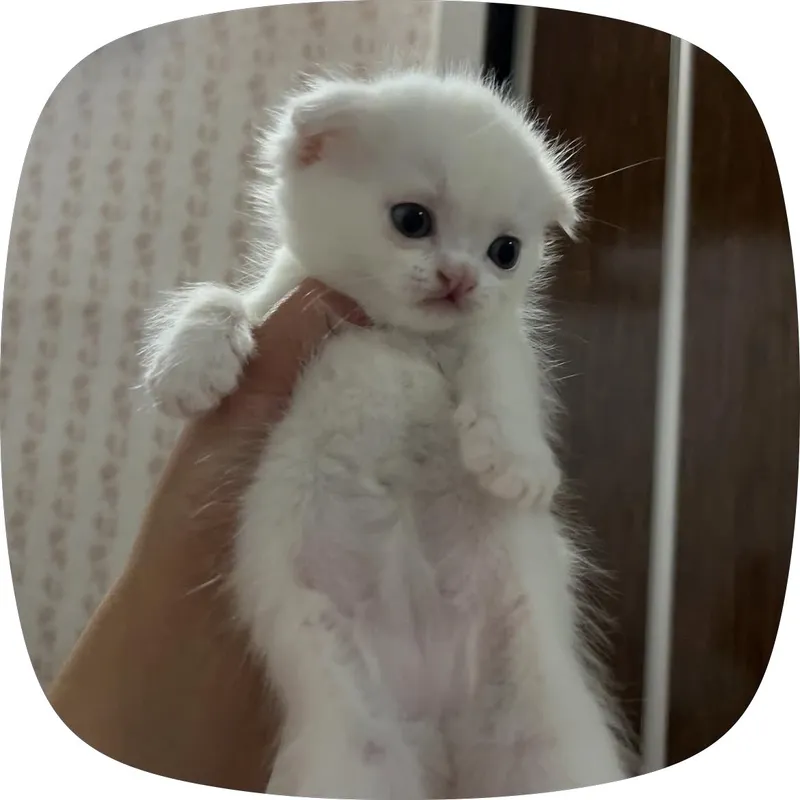 Фолд