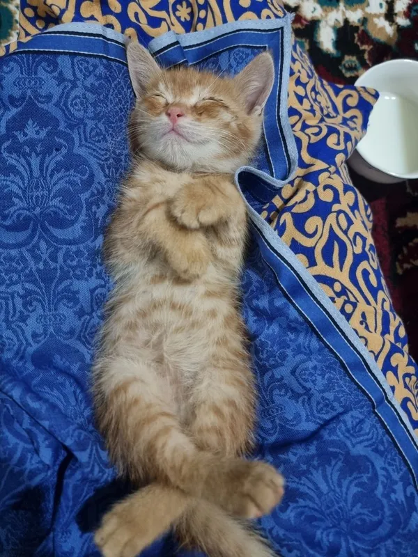 Ласковый, игривый котенок. Отдадим в добрые руки