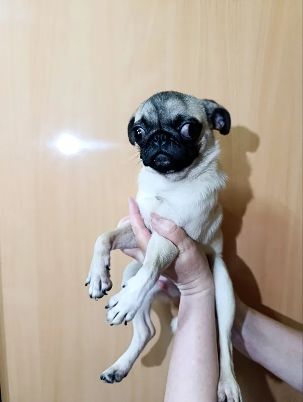 Maftunkor mops kuchukchasi mehribon oilani qidirmoqda! 1 Maftunkor mops kuchukchasi mehribon oilani qidirmoqda! 1