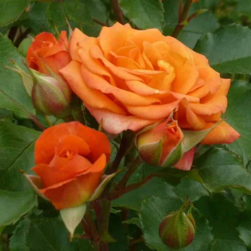 Atirgullar sotiladi tuvakchada роза типлицага екишга козлархам бор — фото 5