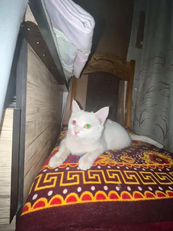 разноглазой кошка — фото 2