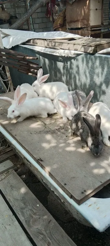 Quyon 3 oylik sotiladi