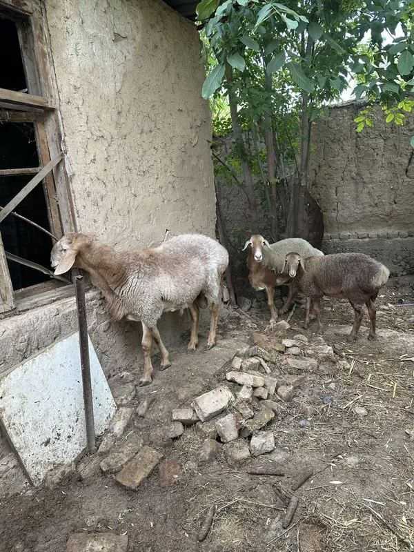 Arashan qochqor va ona bola qoy 2 Arashan qochqor va ona bola qoy 2