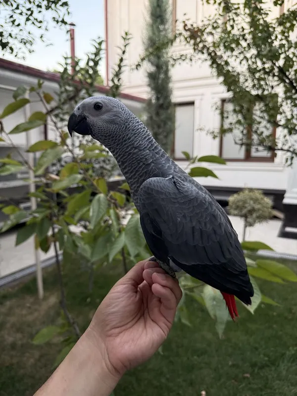 Продаю Jako Жако 3 Продаю Jako Жако 3