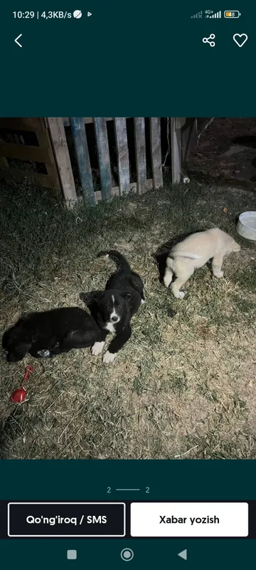 alabaylar sotiladi 1 oylik alabaylar sotiladi 1 oylik