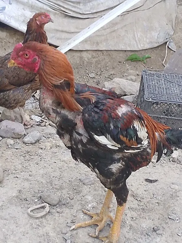 Dakan xoʻroz sotiladi.