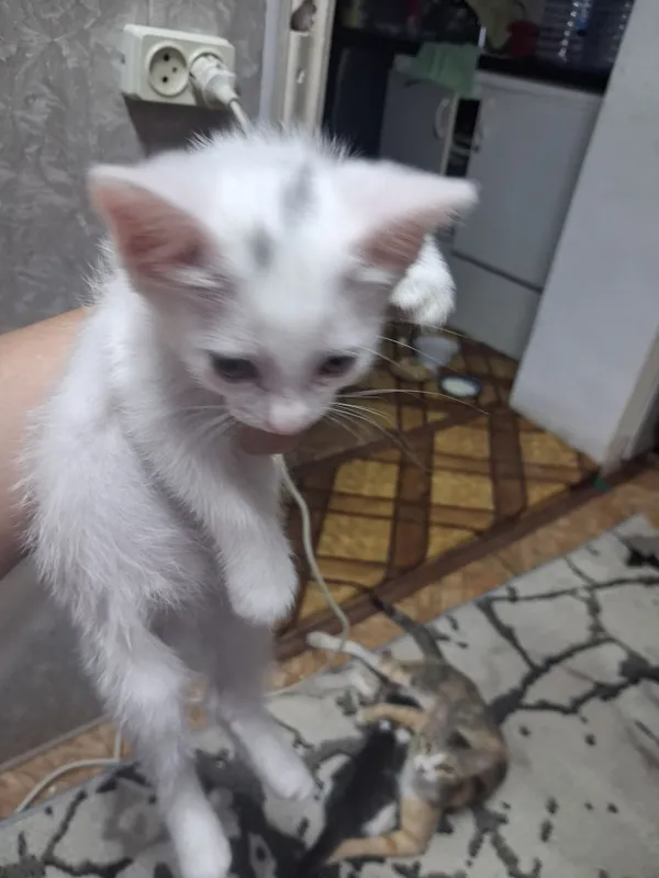 kotyata besplatno ochen krasivie 3 4