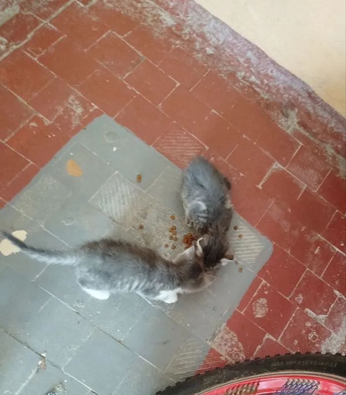 Кошка серого окраса,с котятами.Бывшедомашняя кошка и ее 3 котят — фото 2