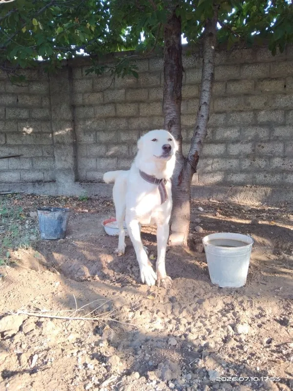 Продается Собака 1