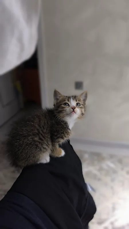 Подарю котёнка 1 Подарю котёнка 1