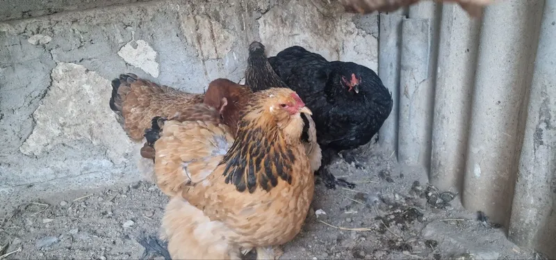Bramma va jersi xoʻroz tovuqlar sotiladi — фото 1