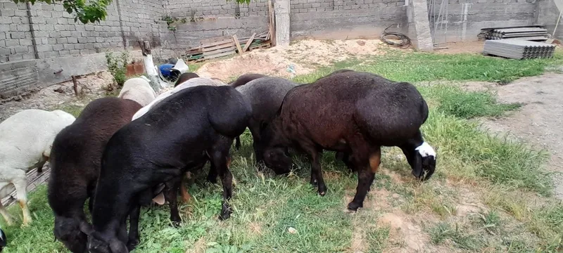Qōchqorglsr sotiladi