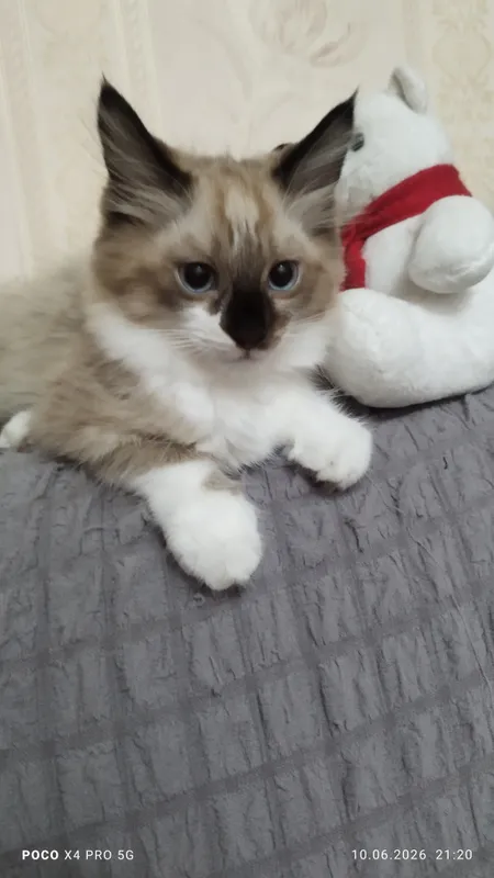 Катенок 1