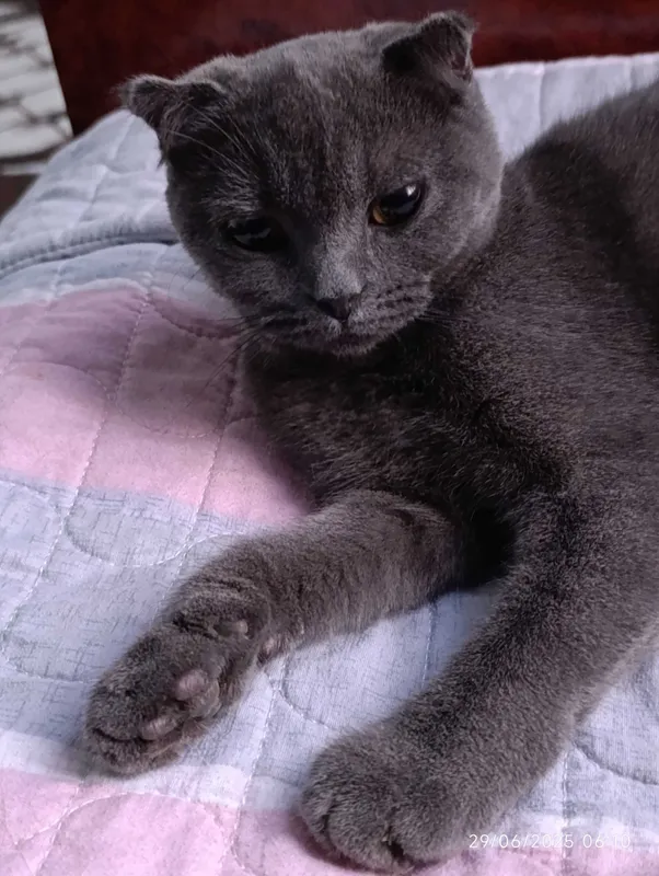 Британский скотиш — фото 2