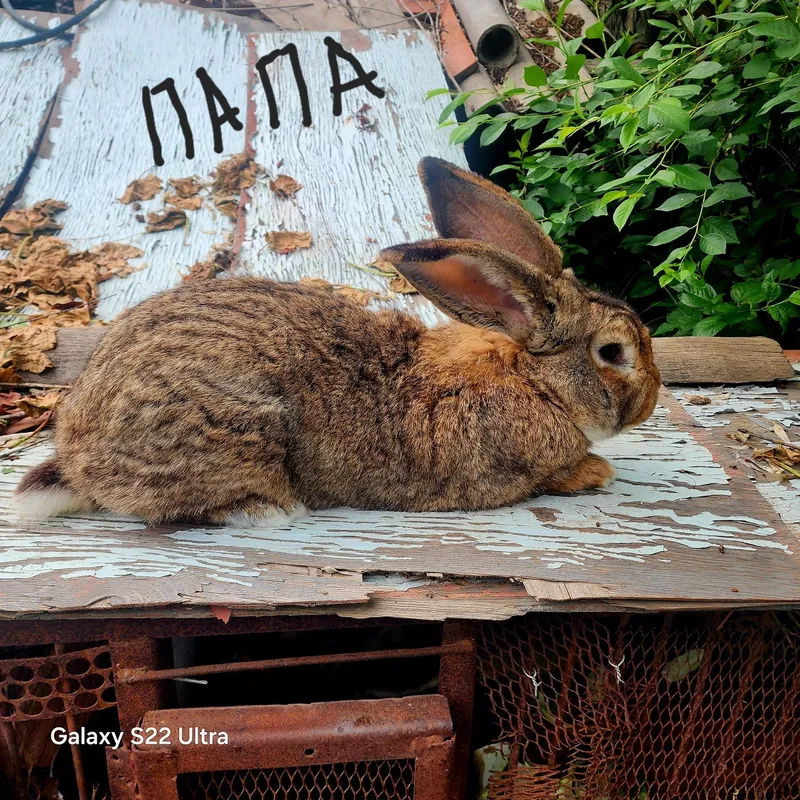 Продаются малыши Фландера