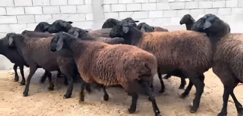 Egizchi ona qoʻylar Sotiladi yosh qoʻylar dehqonchilik 3 Egizchi ona qoʻylar Sotiladi yosh qoʻylar dehqonchilik 3