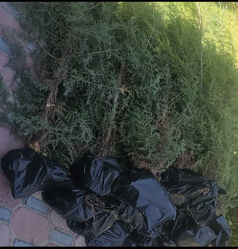 Беш йиллик арча кучат