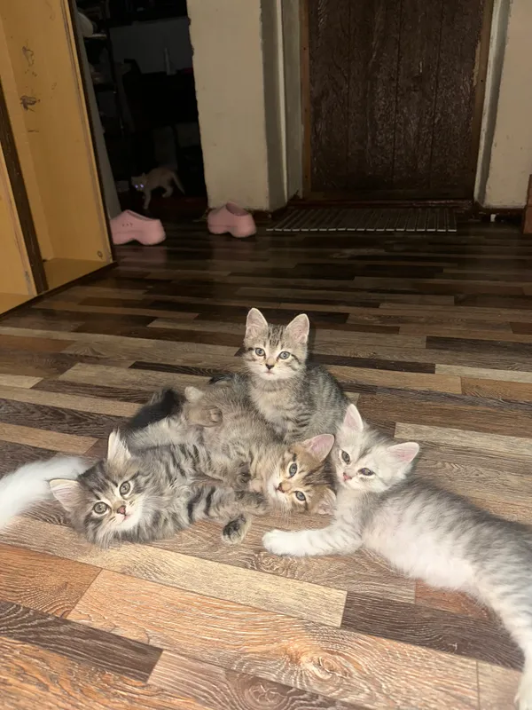 Mushukchalar 5 Mushukchalar 5