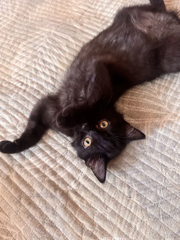 Котенок в добрые руки. Игривая девочка. Метис британки. Есть паспорт — фото 3