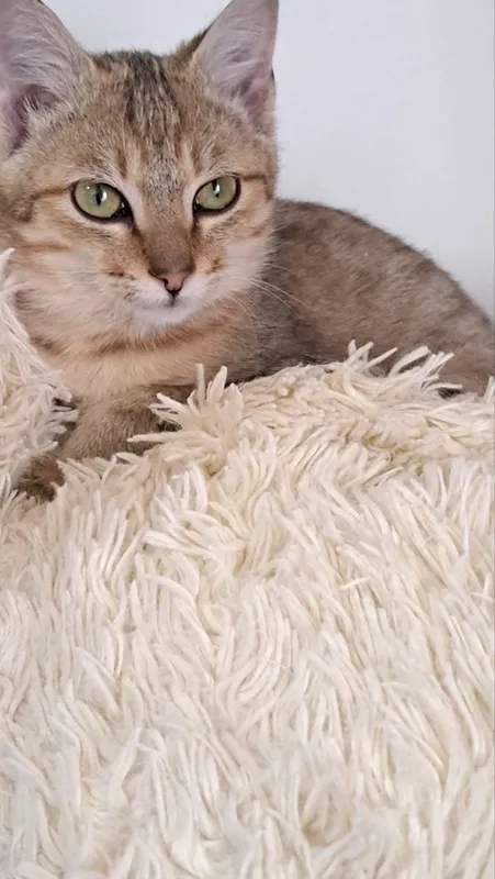 Mushukchani mehribon va yaxshi qo‘llarga beraman 5