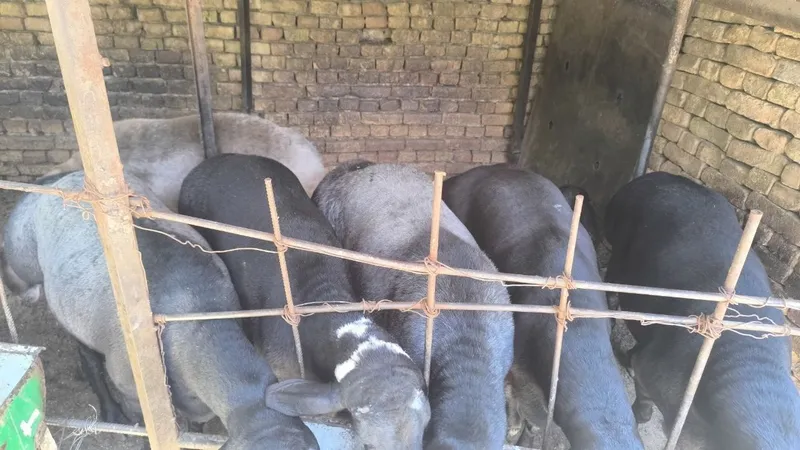 Qòylar sotiladi. 3 Qòylar sotiladi. 3
