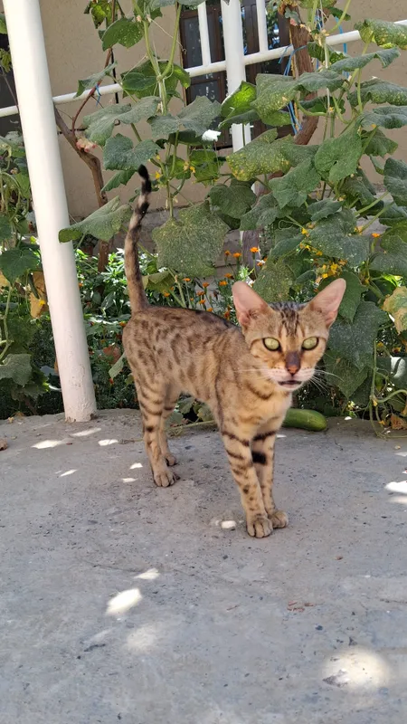 bengal zotli mushuk 4 bengal zotli mushuk 4