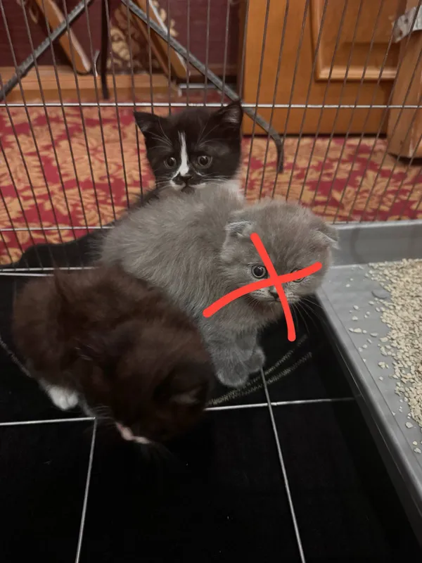 Скоттиш страты