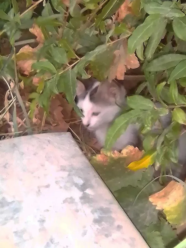 Otdam darom kotyat 3 Otdam darom kotyat 3
