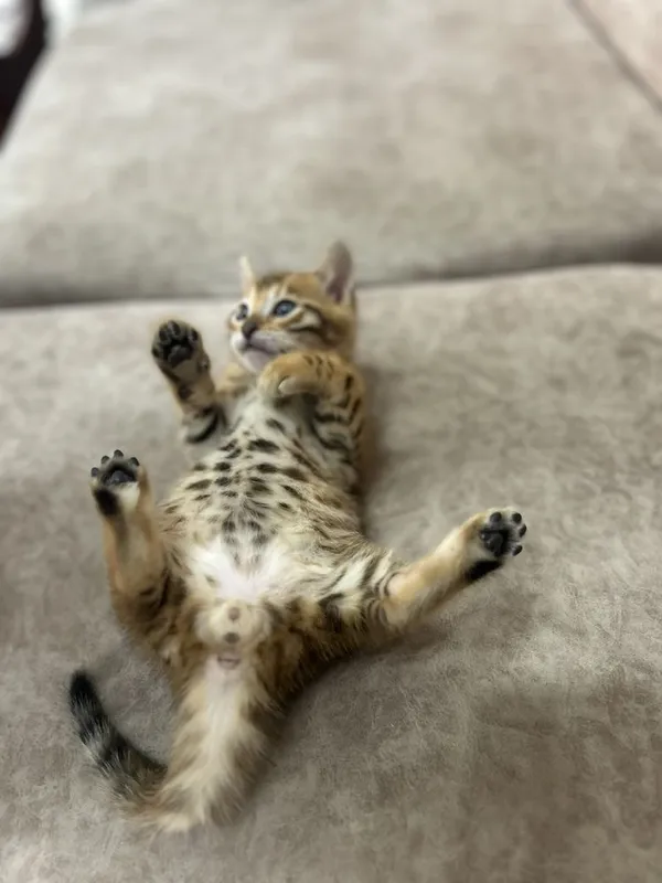 Бенгальские котята 1 Бенгальские котята 1