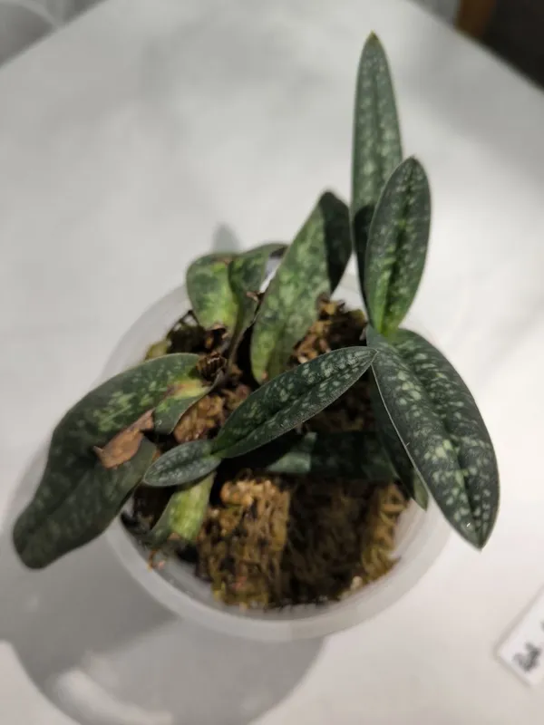 Орхидея пафиопедилум (PAPHIOPEDILUM ARMENIACUM) — фото 3