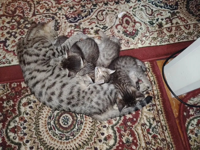 Отдам котят в хорошие руки