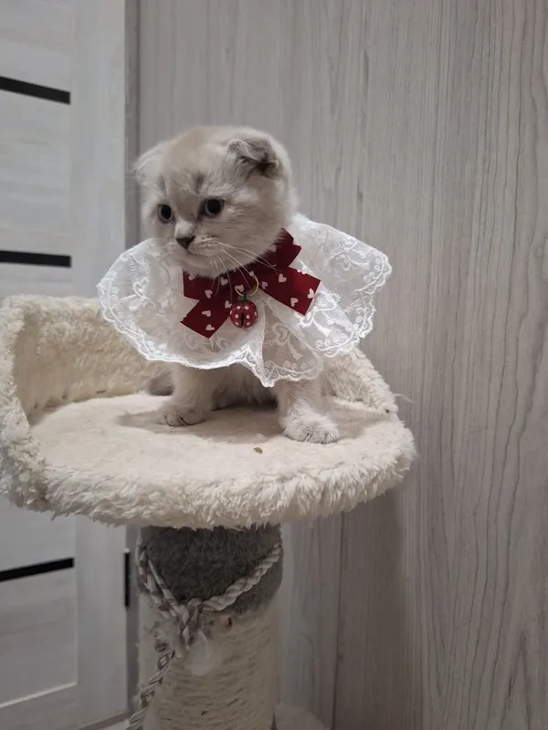 Шикарные котята от правильной вязки — фото 2