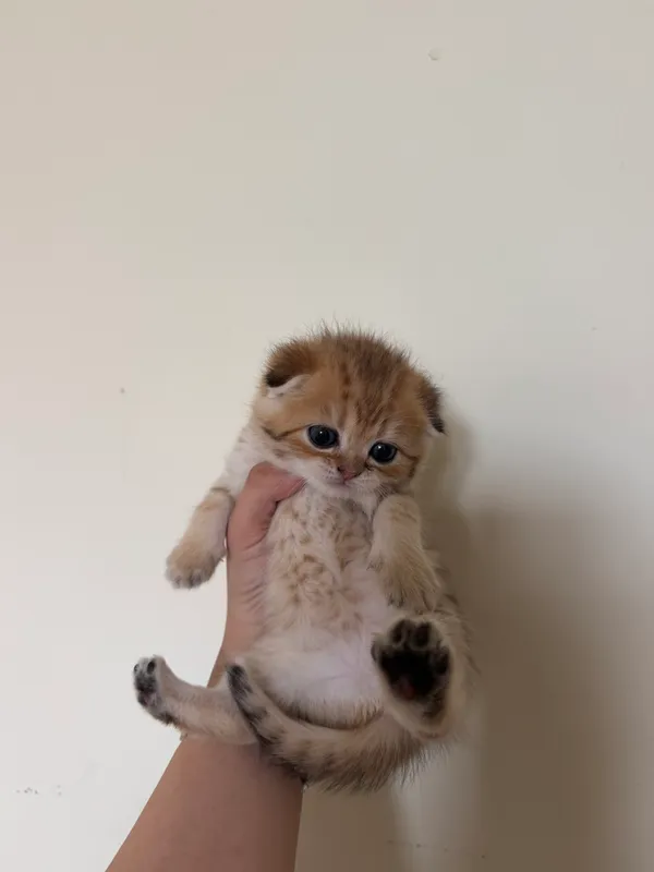 Золотая шиншила кошка — фото 1