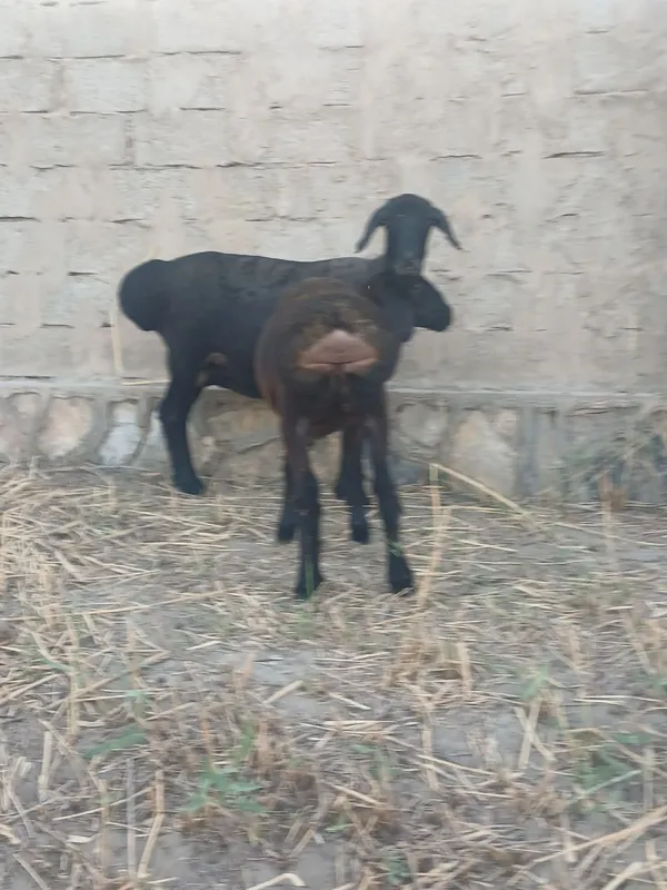 Ona bola sotladi 2